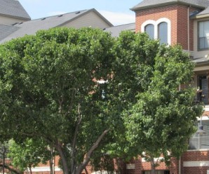 elewacja-czerwona-celga